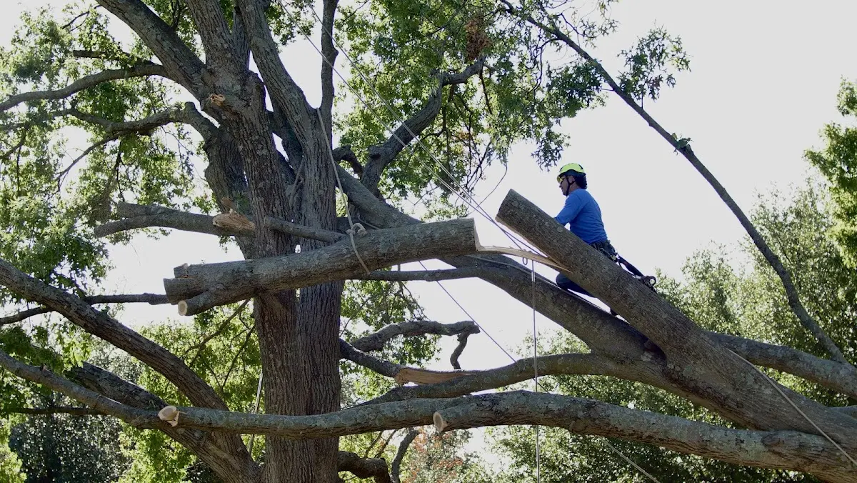 Professional Hazardous Tree Removal performed by certified arborists in Collison